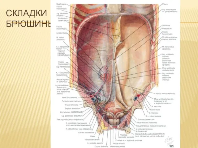 СКЛАДКИ БРЮШИНЫ