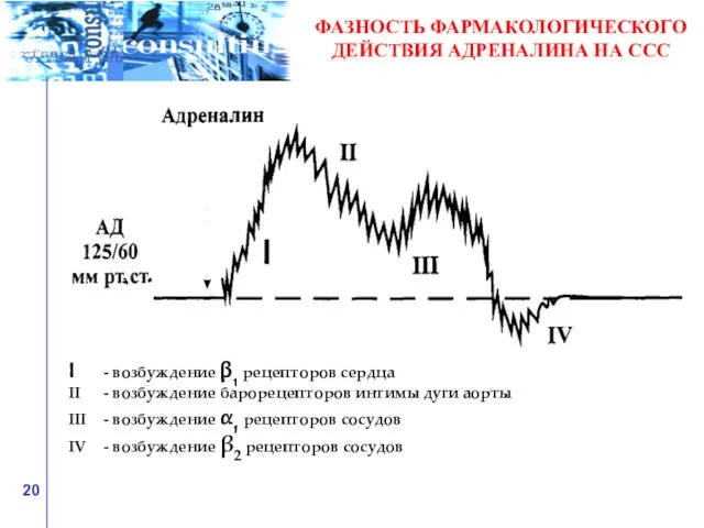 ФАЗНОСТЬ ФАРМАКОЛОГИЧЕСКОГО ДЕЙСТВИЯ АДРЕНАЛИНА НА ССС