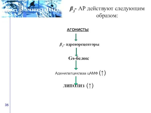 β3- АР действуют следующим образом: АГОНИСТЫ β3- адренорецепторы Gs-белок Аденилатциклаза цАМФ (↑) ЛИПОЛИЗ (↑)