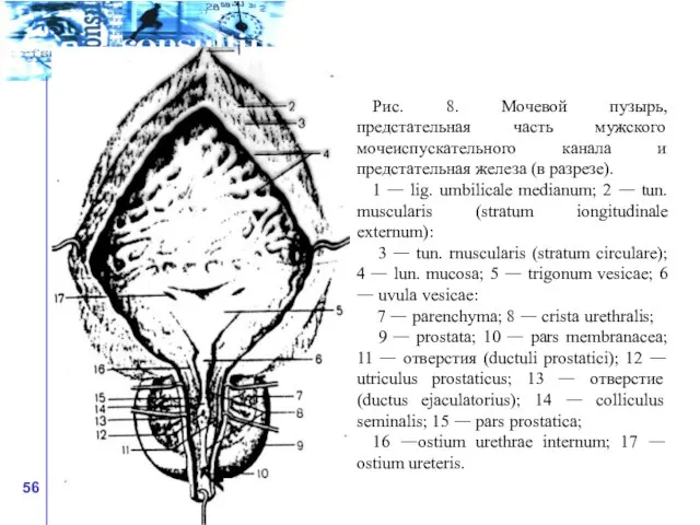 Рис. 8. Мочевой пузырь, предстательная часть мужского мочеиспускательного канала и предстательная железа