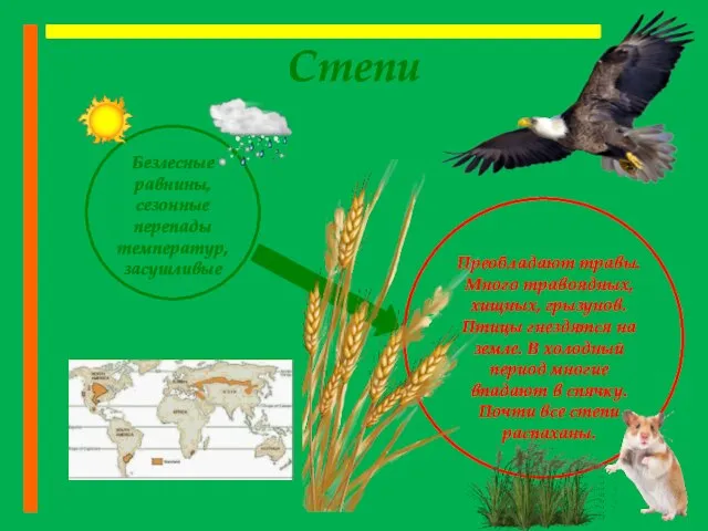 Степи Безлесные равнины, сезонные перепады температур, засушливые Преобладают травы. Много травоядных, хищных,