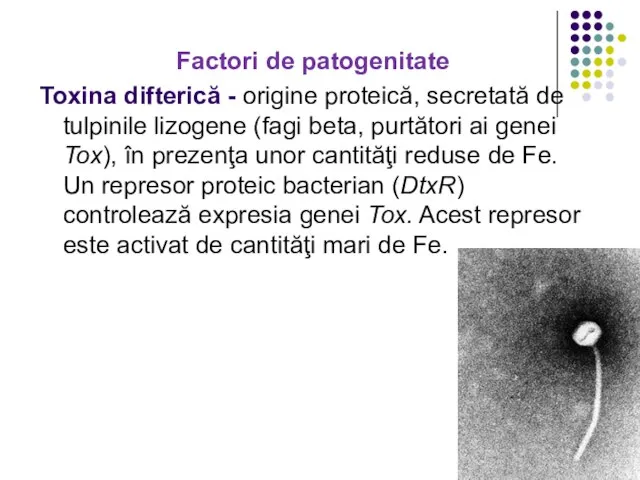 Factori de patogenitate Toxina difterică - origine proteică, secretată de tulpinile lizogene