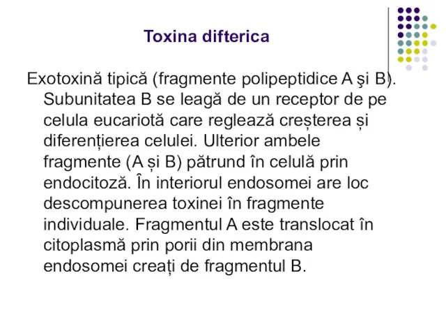 Toxina difterica Exotoxină tipică (fragmente polipeptidice A şi B). Subunitatea B se