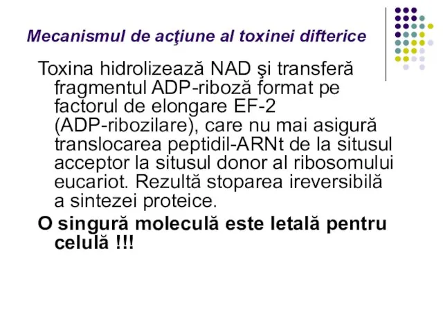 Mecanismul de acţiune al toxinei difterice Toxina hidrolizează NAD şi transferă fragmentul