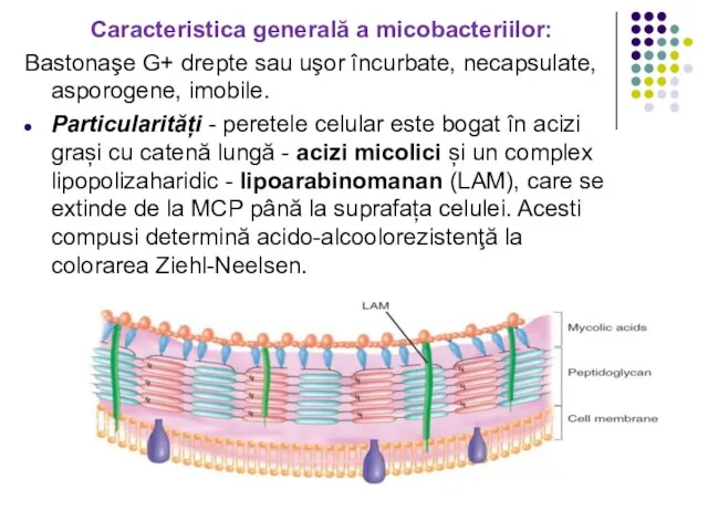 Caracteristica generală a micobacteriilor: Bastonaşe G+ drepte sau uşor încurbate, necapsulate, asporogene,