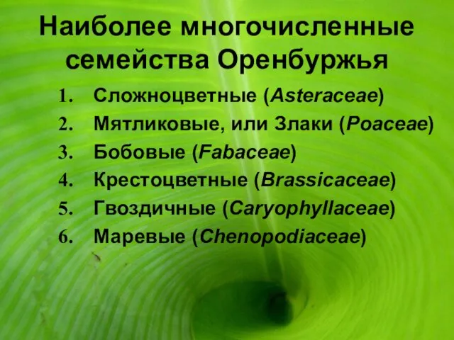 Наиболее многочисленные семейства Оренбуржья Сложноцветные (Asteraceae) Мятликовые, или Злаки (Poaceae) Бобовые (Fabaceae)