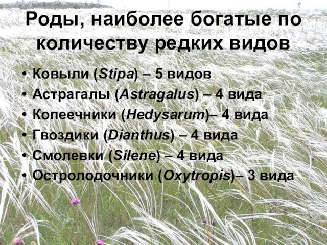 Роды, наиболее богатые по количеству редких видов Ковыли (Stipa) – 5 видов