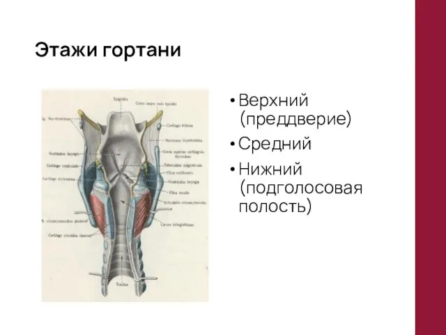 Этажи гортани Верхний (преддверие) Средний Нижний (подголосовая полость)