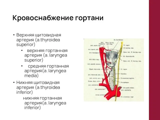 Кровоснабжение гортани Верхняя щитовидная артерия (a.thyroidea superior) верхняя гортанная артерия (a. laryngea
