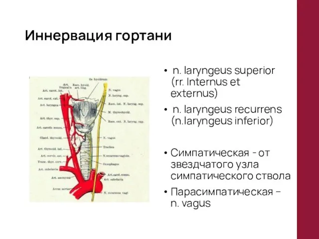 Иннервация гортани n. laryngeus superior (rr. Internus et externus) n. laryngeus recurrens