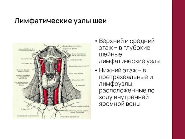 Лимфатические узлы шеи Верхний и средний этаж – в глубокие шейные лимфатические