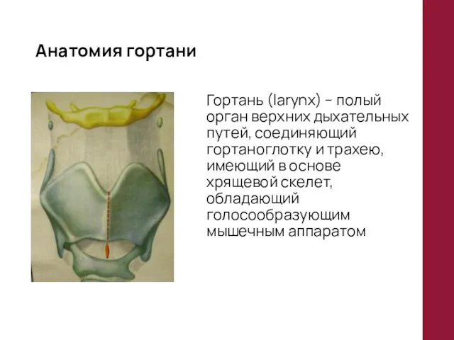 Анатомия гортани Гортань (larynx) – полый орган верхних дыхательных путей, соединяющий гортаноглотку