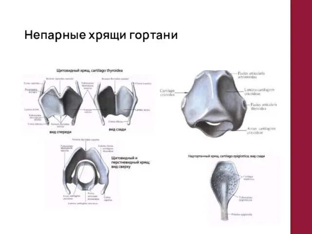 Непарные хрящи гортани