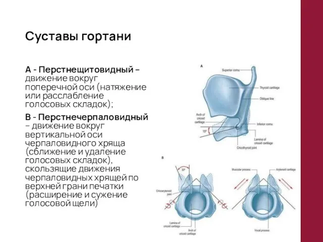 Суставы гортани А - Перстнещитовидный – движение вокруг поперечной оси (натяжение или