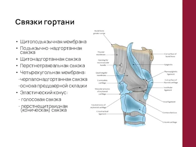 Связки гортани Щитоподъязычная мембрана Подъязычно-надгортанная связка Щитонадгортанная связка Перстнетрахеальная связка Четырехугольная мембрана: