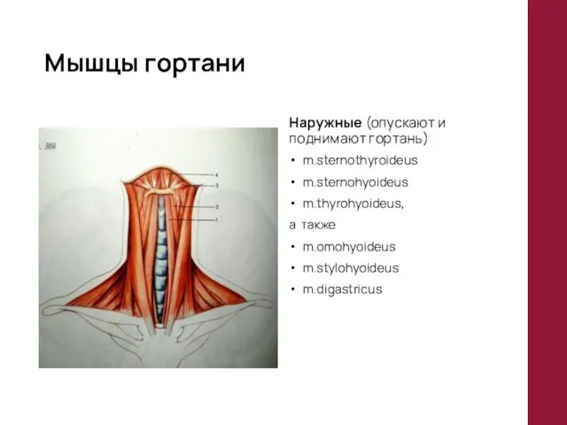 Мышцы гортани Наружные (опускают и поднимают гортань) m.sternothyroideus m.sternohyoideus m.thyrohyoideus, а также m.omohyoideus m.stylohyoideus m.digastricus