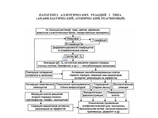 ПАТОГЕНЕЗ АЛЛЕРГИЧЕСКИХ РЕАКЦИЙ I ТИПА (АНАФИЛАКТИЧЕСКИЙ, АТОПИЧЕСКИЙ, РЕАГИНОВЫЙ)