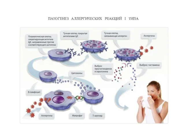 ПАТОГЕНЕЗ АЛЛЕРГИЧЕСКИХ РЕАКЦИЙ I ТИПА