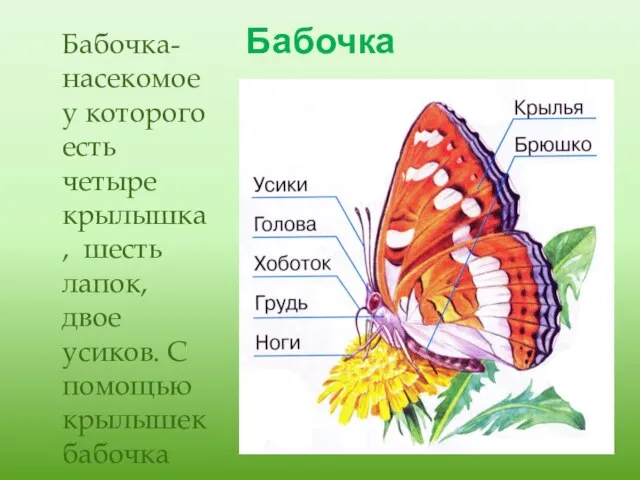 Бабочка Бабочка-насекомое у которого есть четыре крылышка, шесть лапок, двое усиков. С