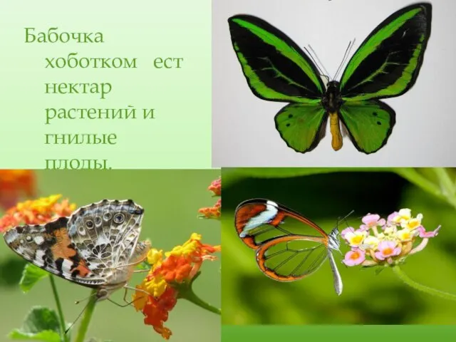 Бабочка хоботком ест нектар растений и гнилые плоды.