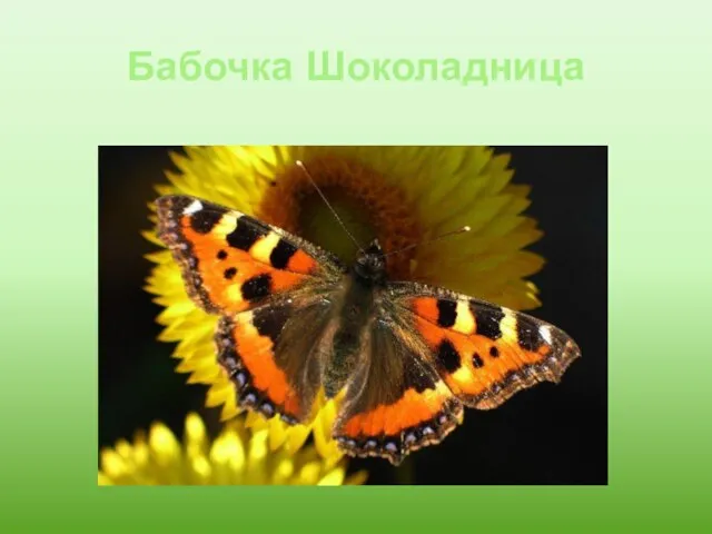 Бабочка Шоколадница