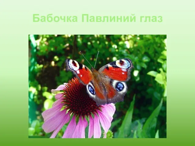 Бабочка Павлиний глаз