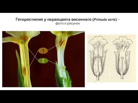 Гетеростилия у первоцвета весеннего (Primula veris) – фото и рисунок