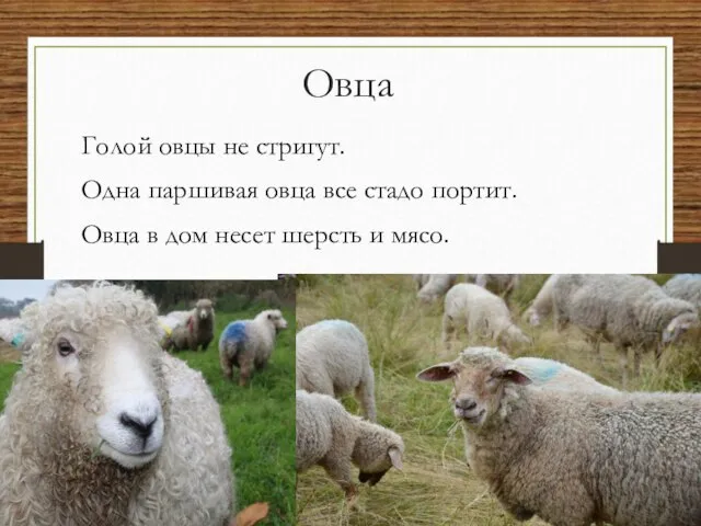 Овца Голой овцы не стригут. Одна паршивая овца все стадо портит. Овца