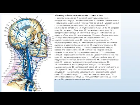 Схема путей венозного оттока от головы и шеи: 1 - диплоические вены;