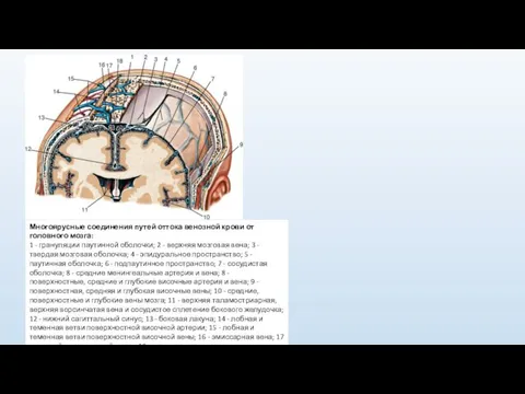 Многоярусные соединения путей оттока венозной крови от головного мозга: 1 - грануляции