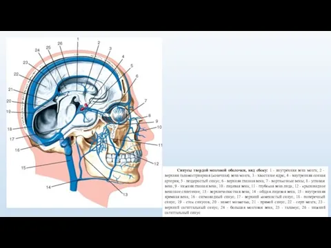 Синусы твердой мозговой оболочки, вид сбоку: 1 - внутренняя вена мозга; 2
