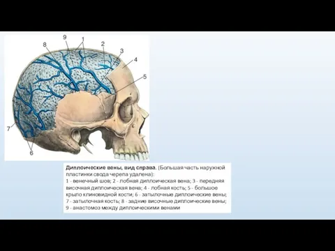 Диплоические вены, вид справа. (Большая часть наружной пластинки свода черепа удалена): 1