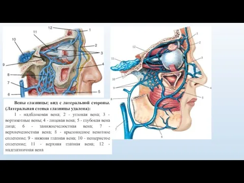 Вены глазницы; вид с латеральной стороны. (Латеральная стенка глазницы удалена): 1 -