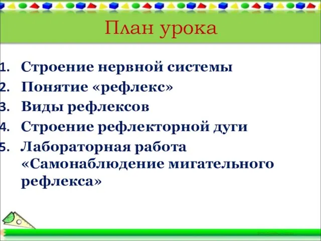 План урока Строение нервной системы Понятие «рефлекс» Виды рефлексов Строение рефлекторной дуги