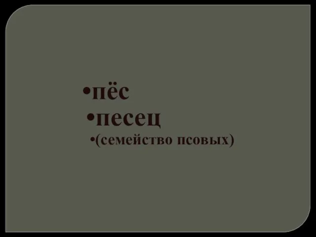 пёс песец (семейство псовых)