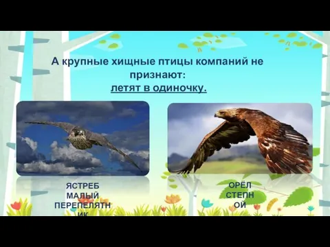 А крупные хищные птицы компаний не признают: летят в одиночку. ЯСТРЕБ МАЛЫЙ ПЕРЕПЕЛЯТНИК ОРЁЛ СТЕПНОЙ