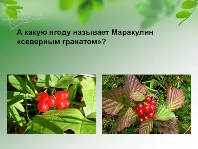 А какую ягоду называет Маракулин «северным гранатом»?