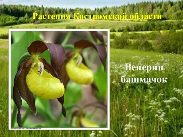 Венерин башмачок Растения Костромской области