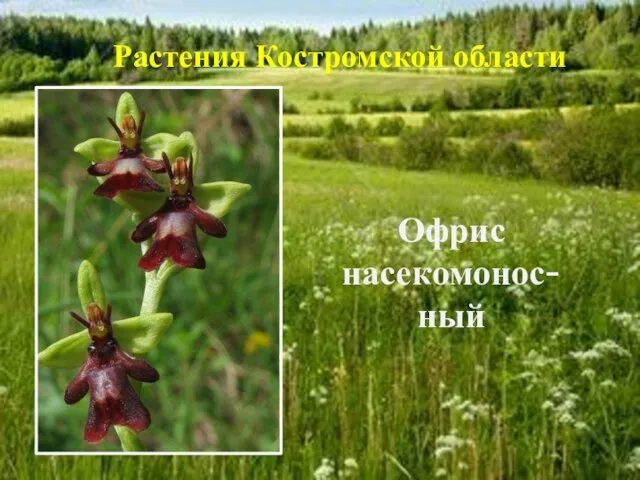 Офрис насекомонос-ный Растения Костромской области