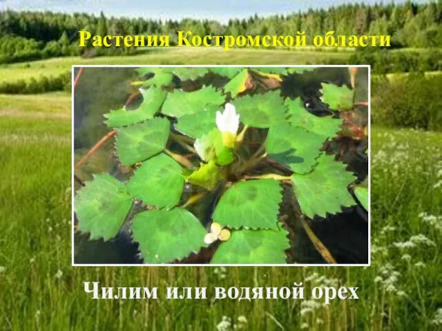 Чилим или водяной орех Растения Костромской области