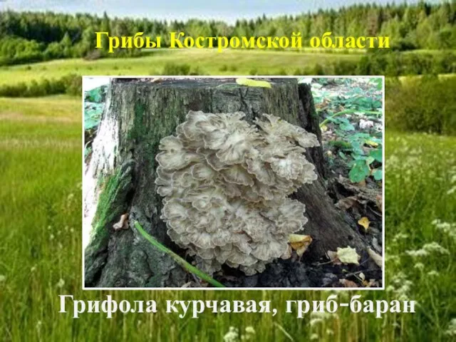 Грифола курчавая, гриб-баран Грибы Костромской области