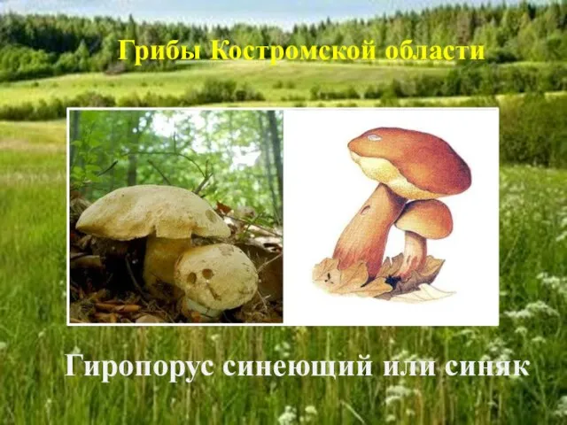 Гиропорус синеющий или синяк Грибы Костромской области