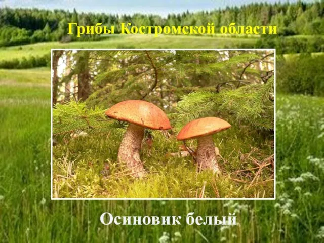Осиновик белый Грибы Костромской области