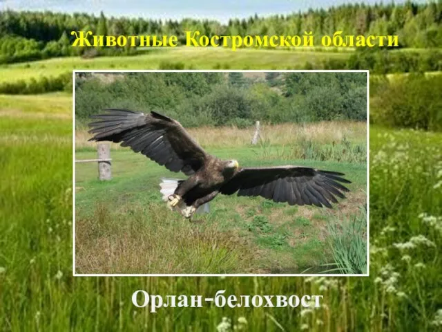 Орлан-белохвост Животные Костромской области