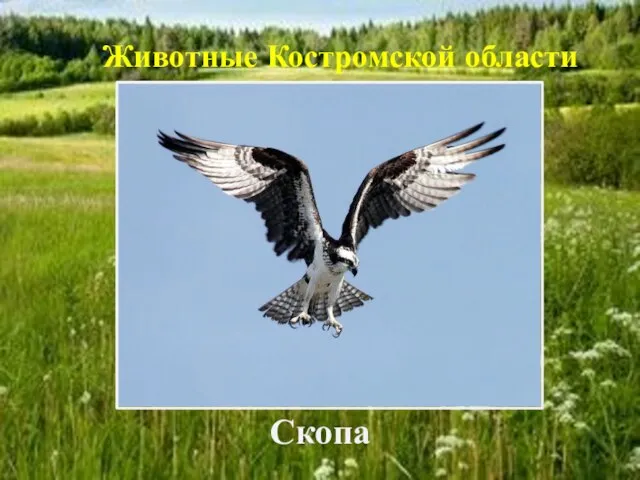 Скопа Животные Костромской области