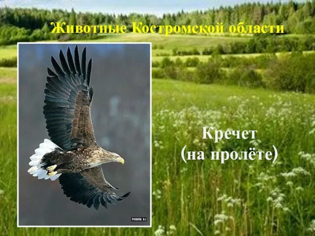 Кречет (на пролёте) Животные Костромской области