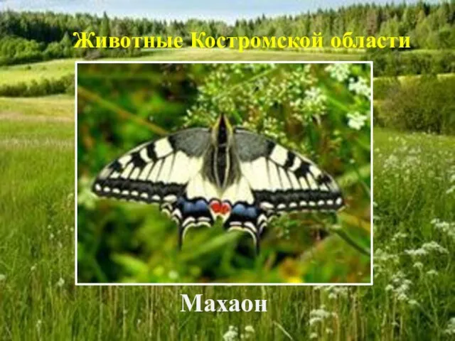Махаон Животные Костромской области