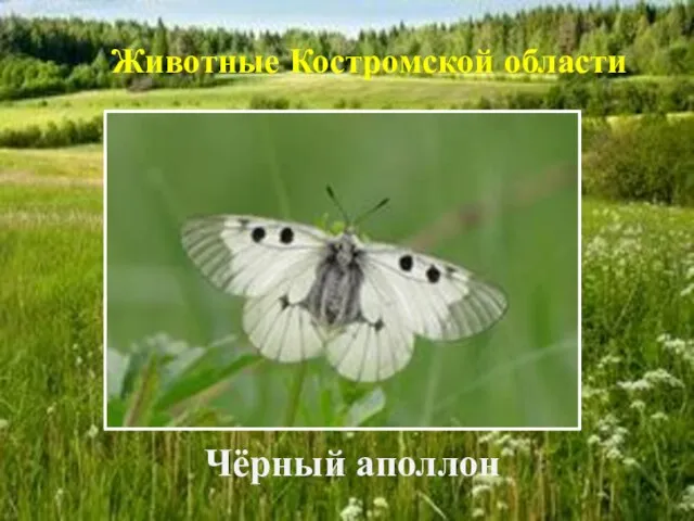 Чёрный аполлон Животные Костромской области