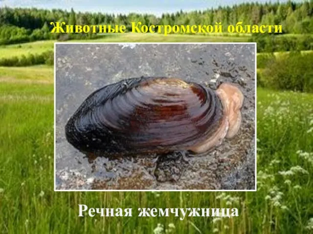 Речная жемчужница Животные Костромской области