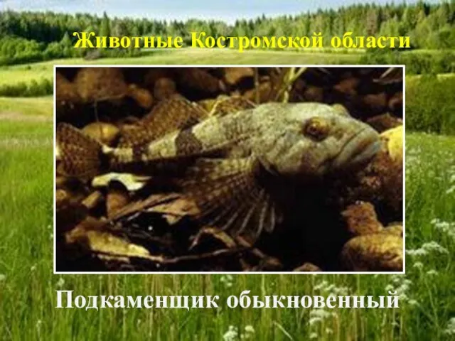 Подкаменщик обыкновенный Животные Костромской области